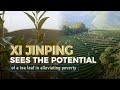 Xi Jinping sees the potential of a tea leaf in alleviating poverty