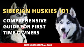 Siberian Huskies 101 A Comprehensive Guide For First Time Owners