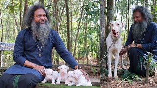 ഒറിജിനൽ രാജപാളയം ഡോഗ്സിനെ വാങ്ങാം|Rajapalayam Puppies