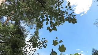 Populus alba topol bílý (linda)