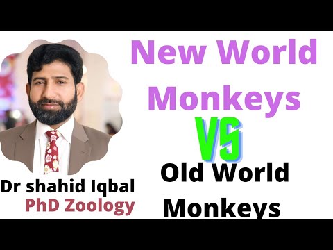 वीडियो: नई दुनिया के बंदरों की पूंछ प्रीहेंसाइल क्यों होती है?