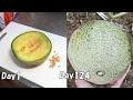 スーパーで買ったメロンの種を取って植えてみると… / How to grow melon from store-bought melon