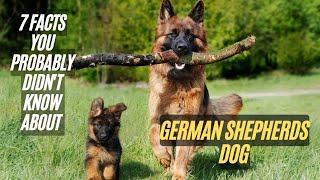 Celebrity 7 Amazing Facts About German Shepherds Dog - Facts You Probably Didn't Know about German Shepherds Profile
