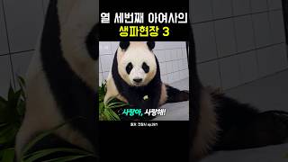 열 세번째 아여사의 생파현장 3 #강바오 #아이바오