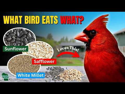 B And Q Bird Food