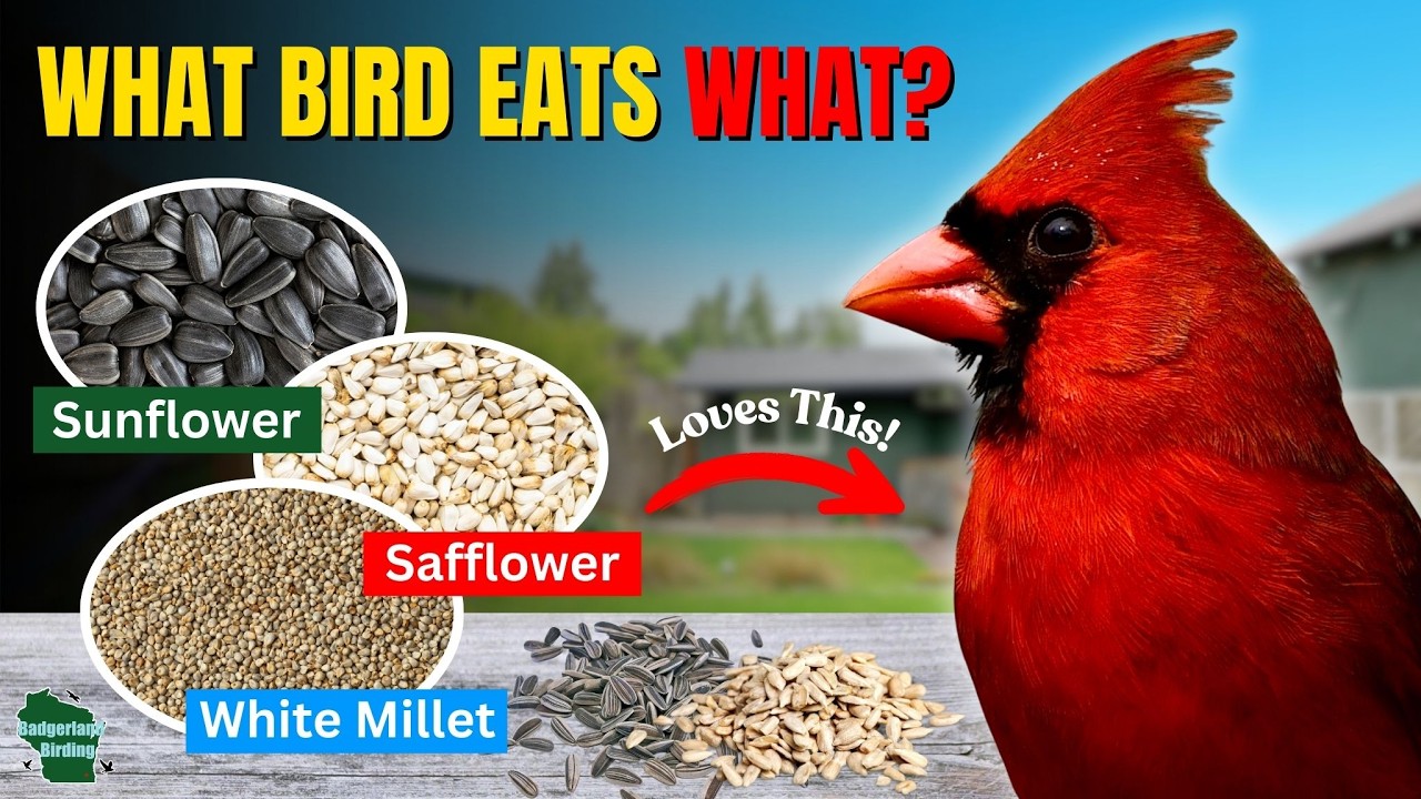 Какие корма привлекают каких птиц? (Полное руководство по кормлению птиц на заднем дворе)