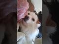 Bellus💝🐶| #shorts #youtubeshorts #bella #pomeranian #doggie | peachyvibez