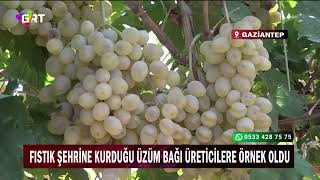 Fıstık Şehrine Kurduğu Üzüm Bağı Üreticilere Örnek Oldu