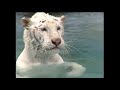 wildlife tiger documentary 2020