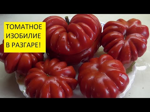 Самые редкие коллекционные томаты. Какие они на вкус? Дегустация всех сортов томатов.