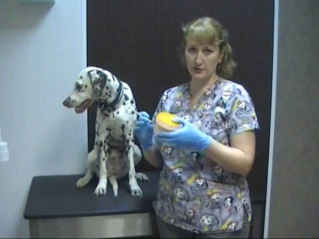 Как измерить температуру животным