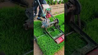 A machine for cutting turf, making it easier to bundle later.#shorts