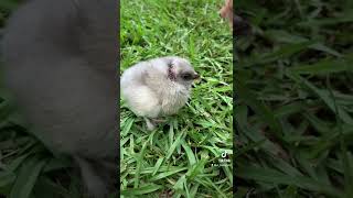 Baby Chick With Injured Leg.