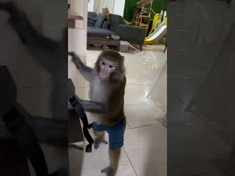 اینطور میاد برای ناهار