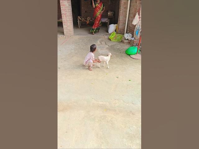 lambi bahu short video#viral video#video viral#funny video#comedy video