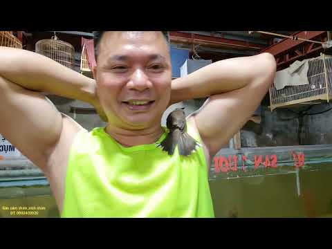 Video Cách biến chim✓chào mào bẫy đấu ✓ thành Chim non✓ - youtube