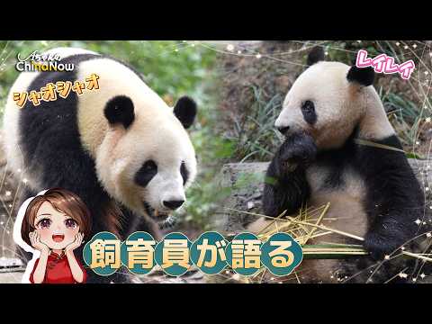 シャンシャン様♡ご確認用✿２歳シャンシャンちゃん♡うさ耳♡ YouTube