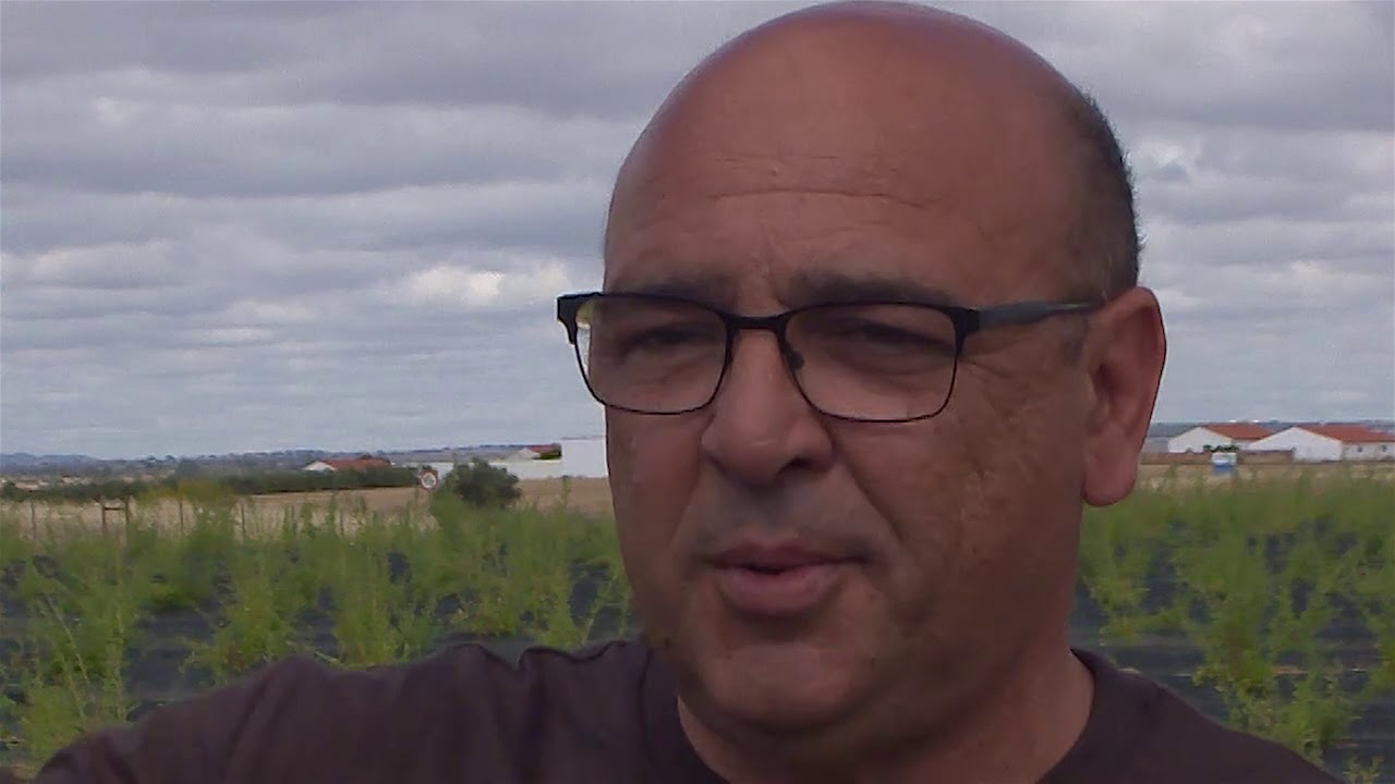 Produção de Bagas Goji