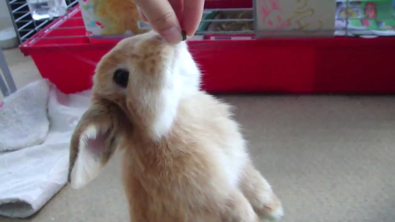 Miniature lop eared bunny - QQ Summer - Flipping over - YouTube