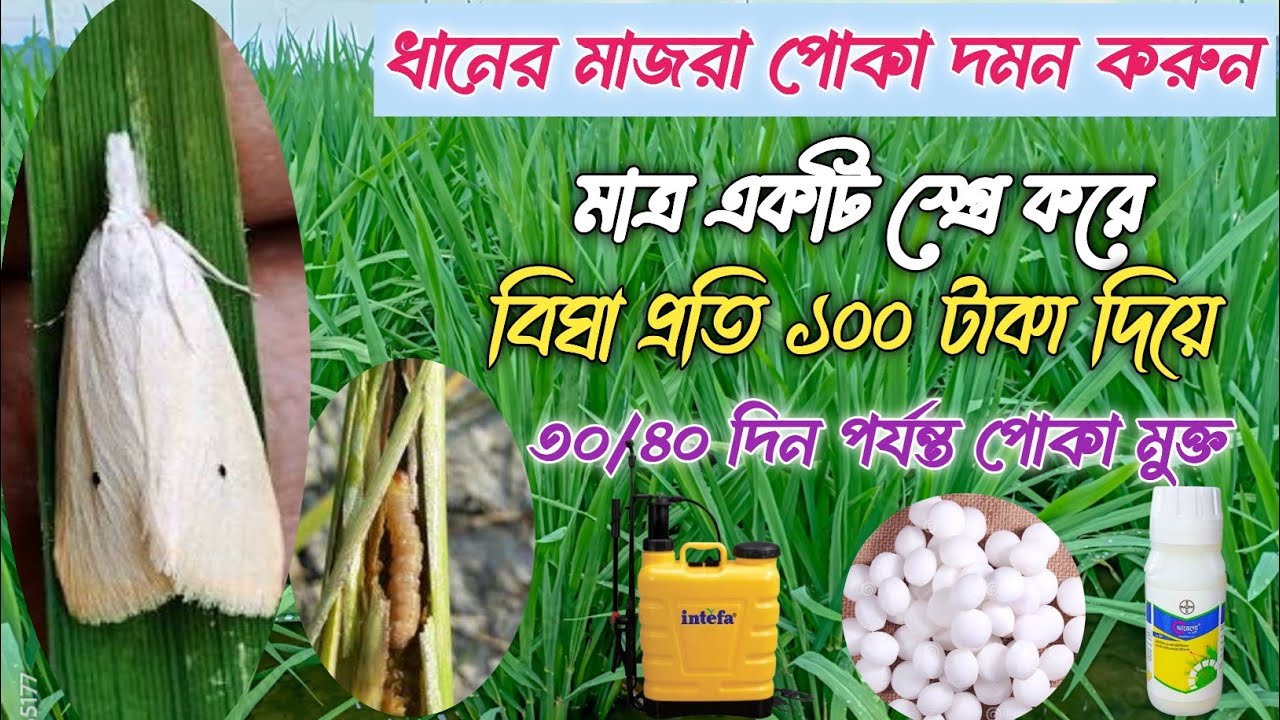 ধানের মাজরা পোকা দমনের কীটনাশক। বোরো ধানের মাজরা পোকা দমন পদ্ধতি। মাজরা পোকা দমনের উপায়।