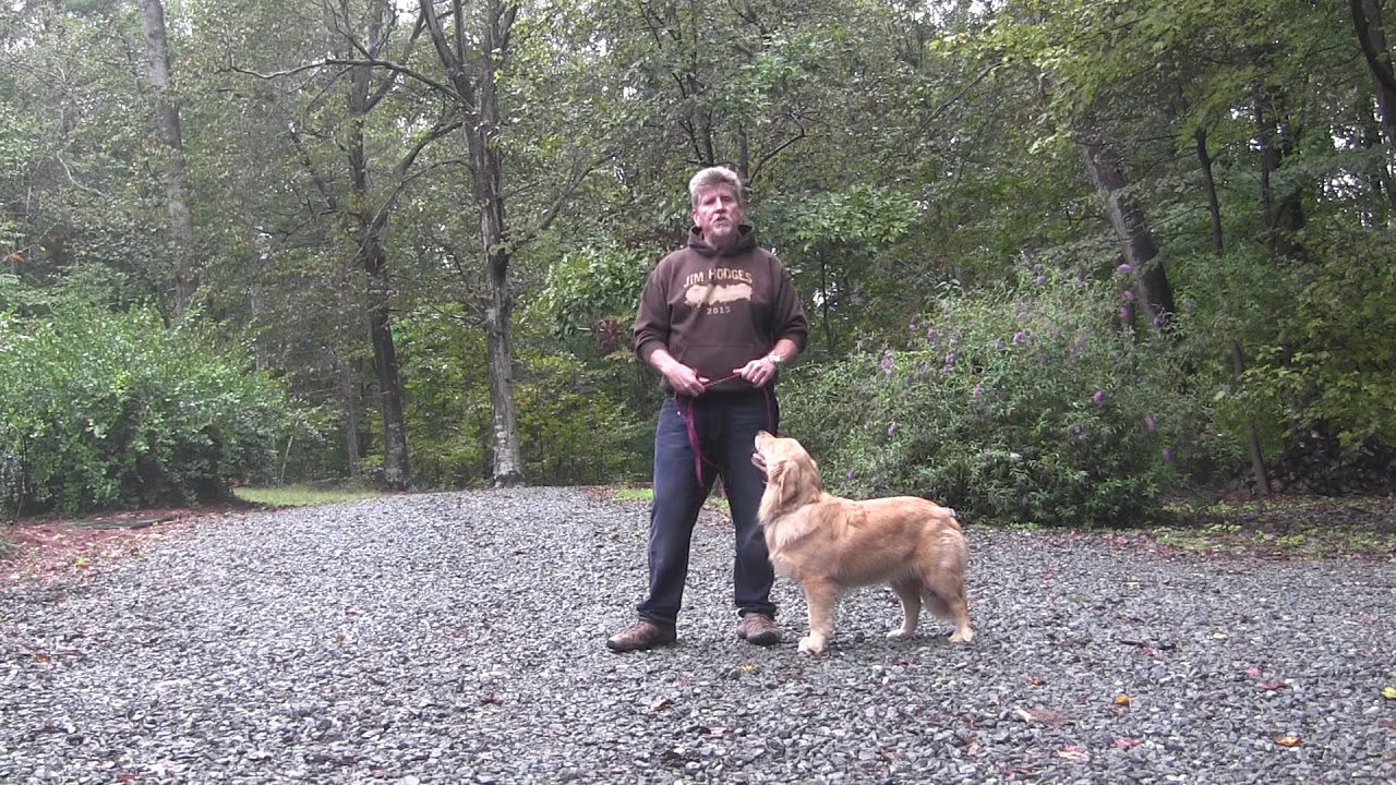 Golden Retriever Puppy Training - Winston Salem NC - Annie