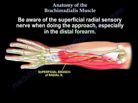 Anatomy Of The Brachioradialis Muscle - Everything You Need To Know - Dr. Nabil Ebraheim