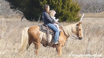 CR Ima Cougar - sweet trail riding double! - ValleyViewRanch.net