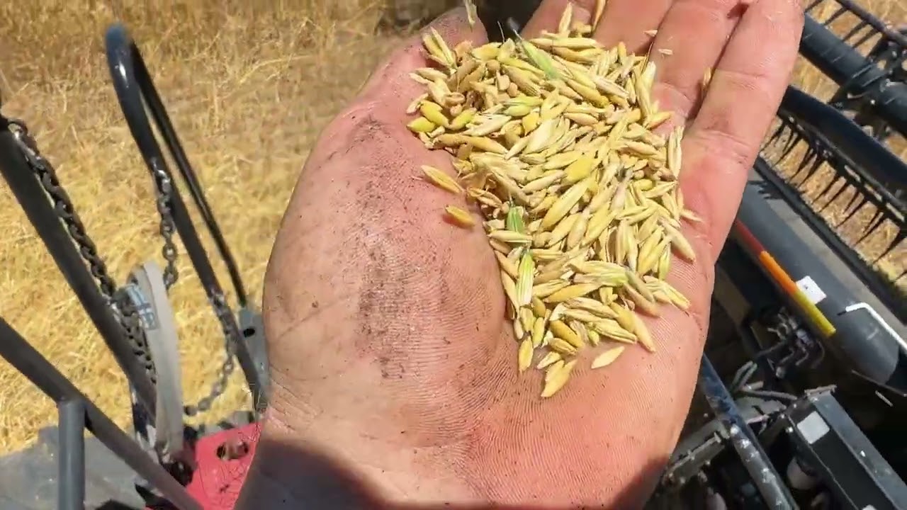 Dará para sacar esta avena?