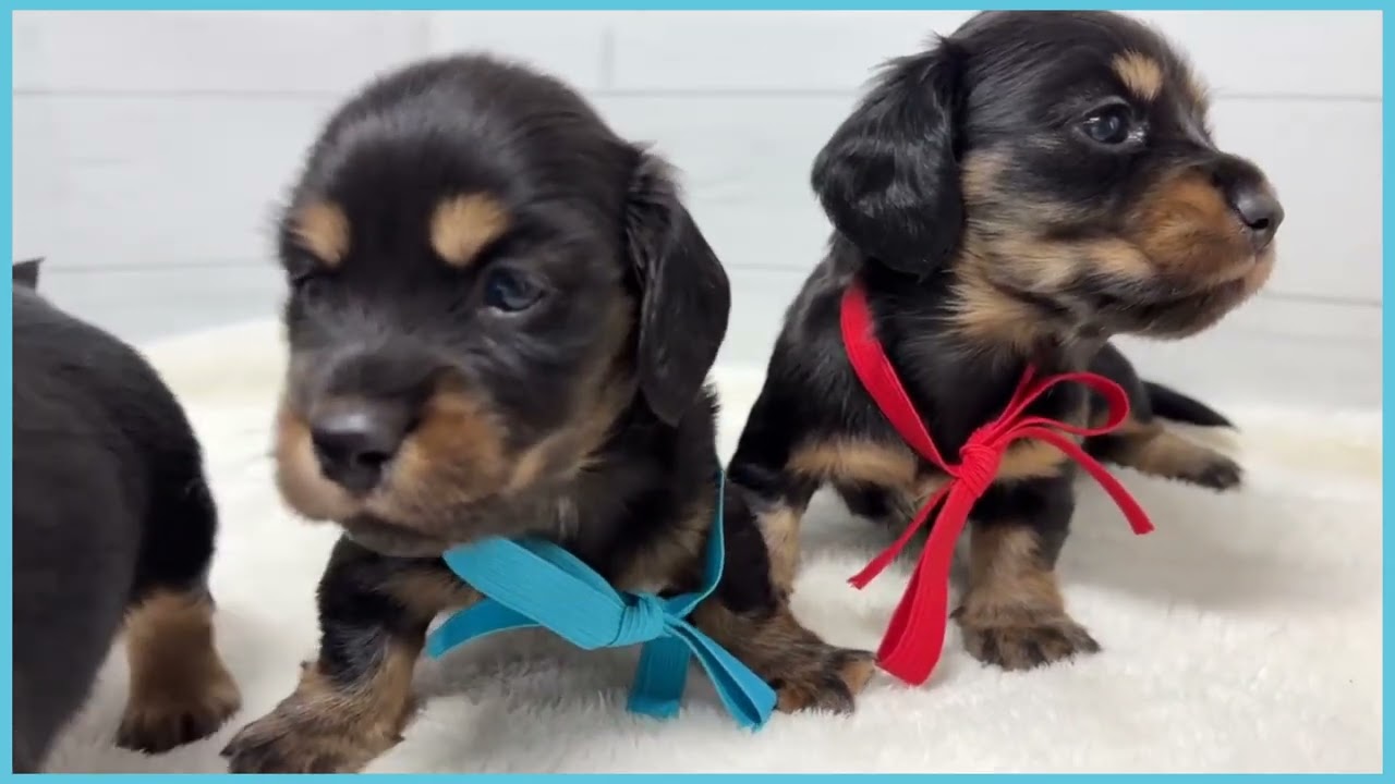 740867 M・ダックスフンド - YouTube