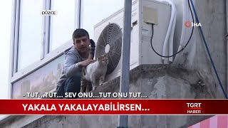 Reklam Panolarına Çıkan Kedi İçin Seferber Oldular Resimi