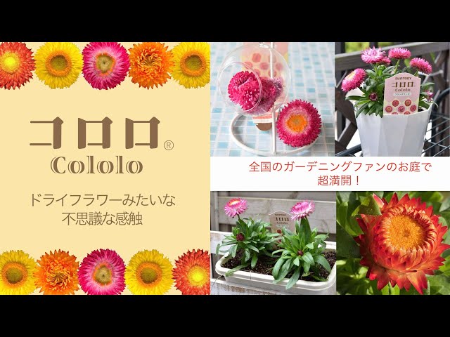 みんなの コロロ スクエアver サントリーフラワーズ Youtube