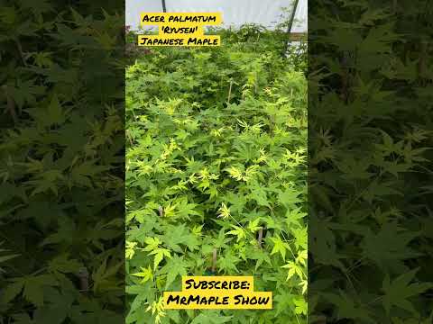 Video: Zone 5 Japanese Maple Trees - Lumalagong Japanese Maples Sa Zone 5 Gardens