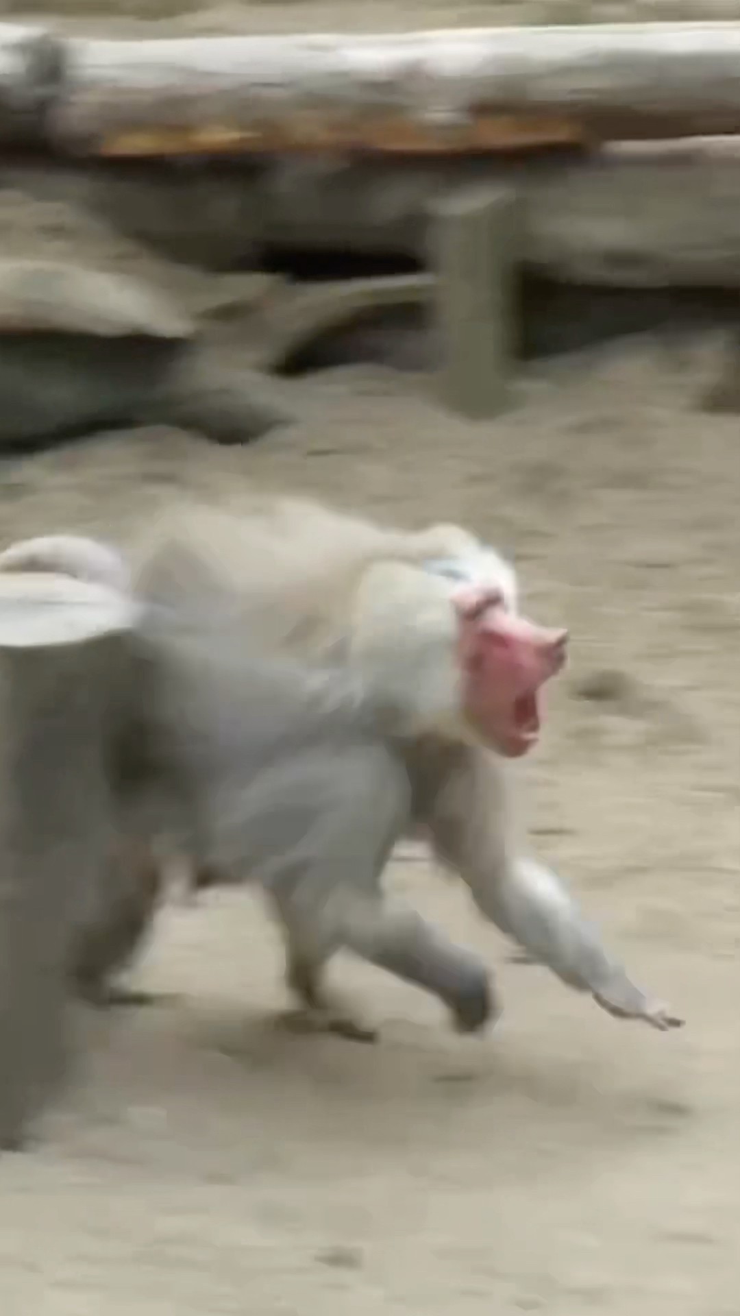Alpha Monkey Running Quickly