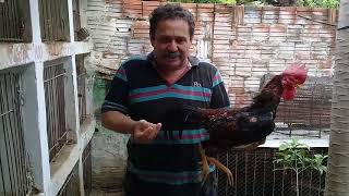 Download Lagu Senhores galista é só o começo. MP3