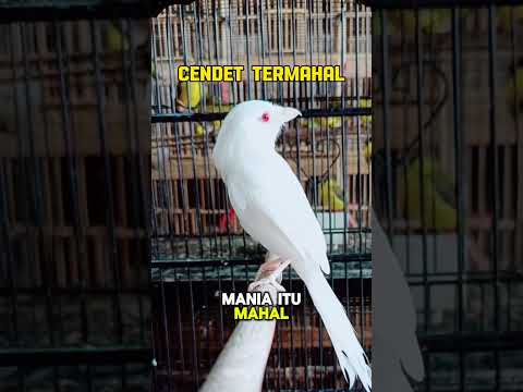 CENDET GACOR FULL ISIAN | FOKUS PAWANGNYA YA