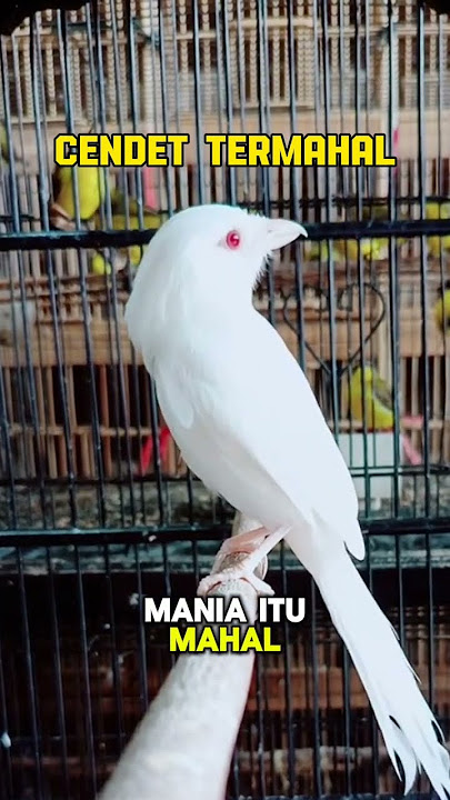 Termahal ‼️ Burung Cendet Albino😍 #birds #kicaumania