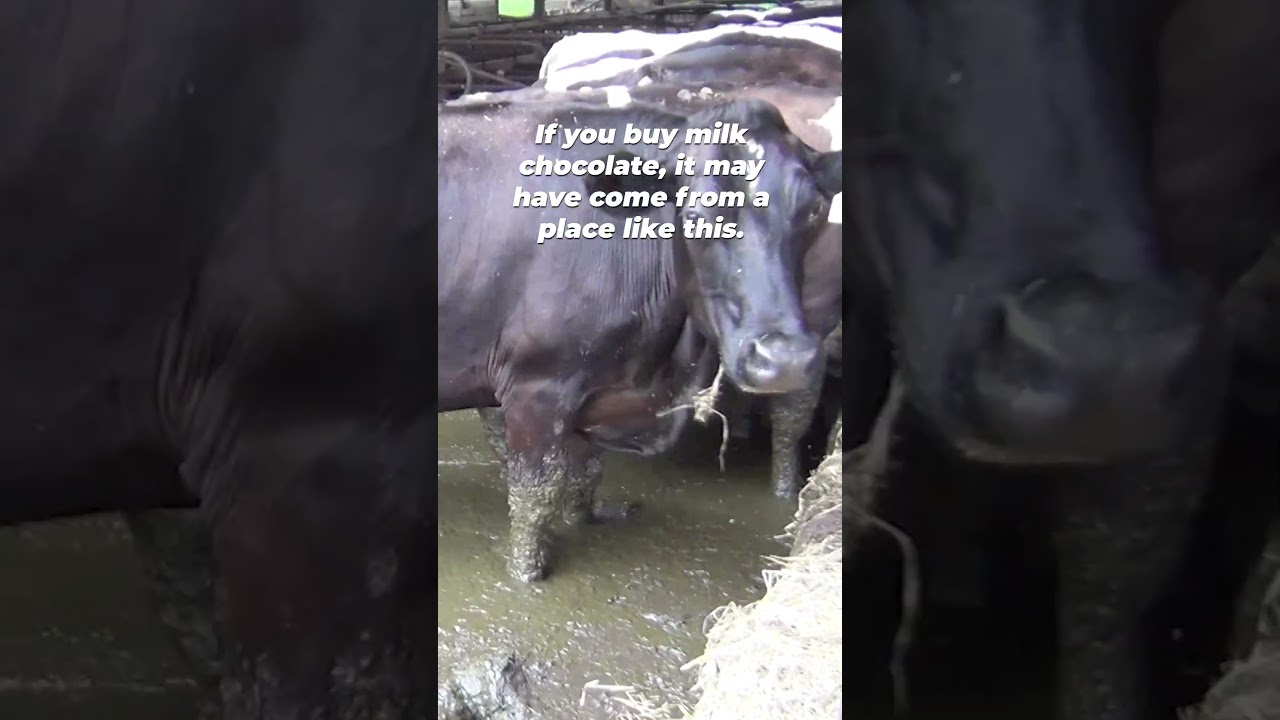 Is There Dairy in Your Easter Candy?