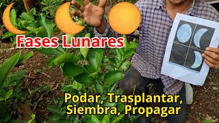 Como usar las fases lunares 🌖 🌙  para Podar, Propagar, Trasplantar y Sembrar - influencia de la luna