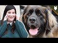 5 Reasons You SHOULD NOT GET A LEONBERGER! の動画、YouTube動画。