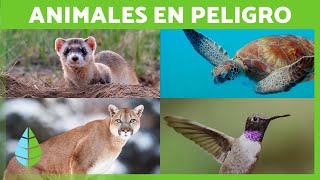 ANIMALES en PELIGRO de EXTINCIÓN por PAÍS 🐒🌏⚠️ (100 Animales en Riesgo de Desaparecer)