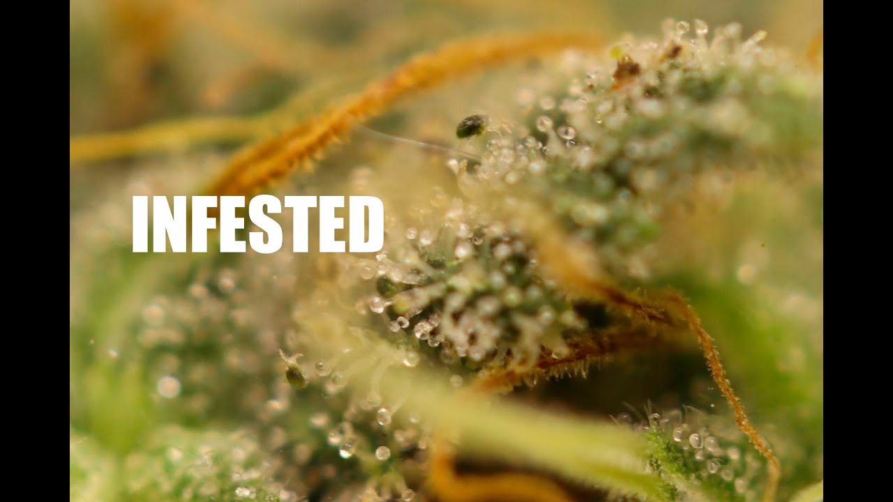 Post infestation clean up. Or, how to boil spider mites.