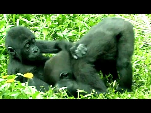 Video: Тайбэй зоопаркына келген коноктордун гид