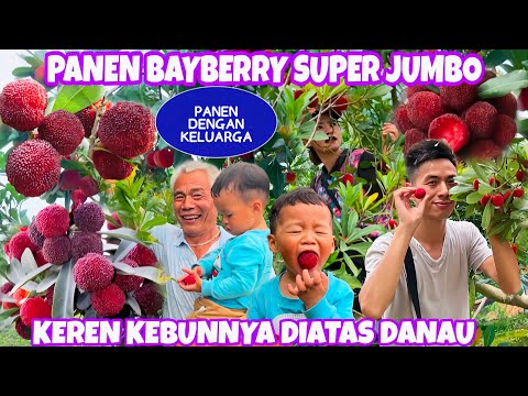 Video: Bisakah kamu makan daun bayberry?