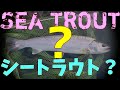 北海道の冬アメマス2019-2020シーズン No.02 これはシートラウト？フライフィッシング　Hokkaido Japan  Flyfishing 2019年12月 Sea Trout Japan