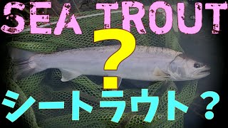 北海道の冬アメマス2019-2020シーズン No.02 これはシートラウト？フライフィッシング　Hokkaido Japan  Flyfishing 2019年12月 Sea Trout Japan