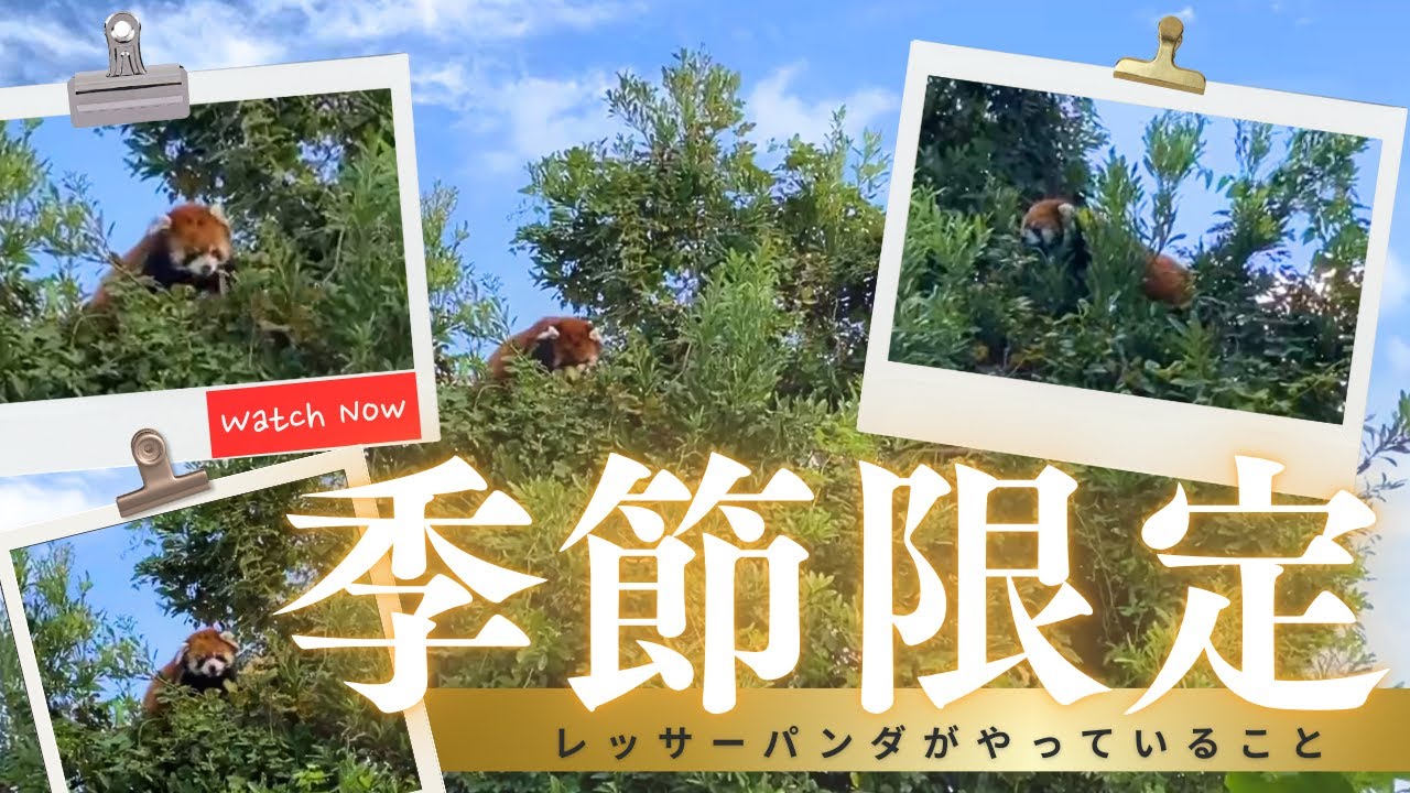 今しか見れないレッサーパンダの姿 #redpanda #zoo - YouTube