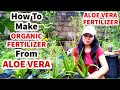 HOW TO MAKE ALOE VERA FERTILIZER, INSECTICIDE AND ROOTING HORMONE