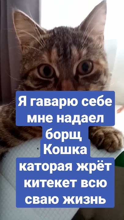 китекет рулит #shorts #китекет - YouTube