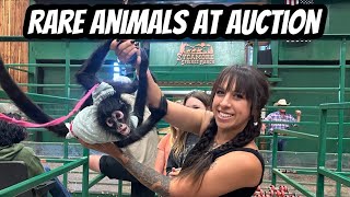 Exotic Animal Auction Day One!