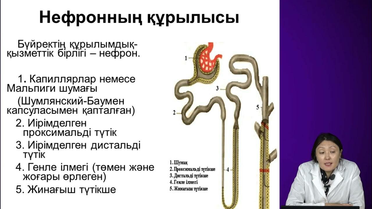 Клитор құрылғысының орны